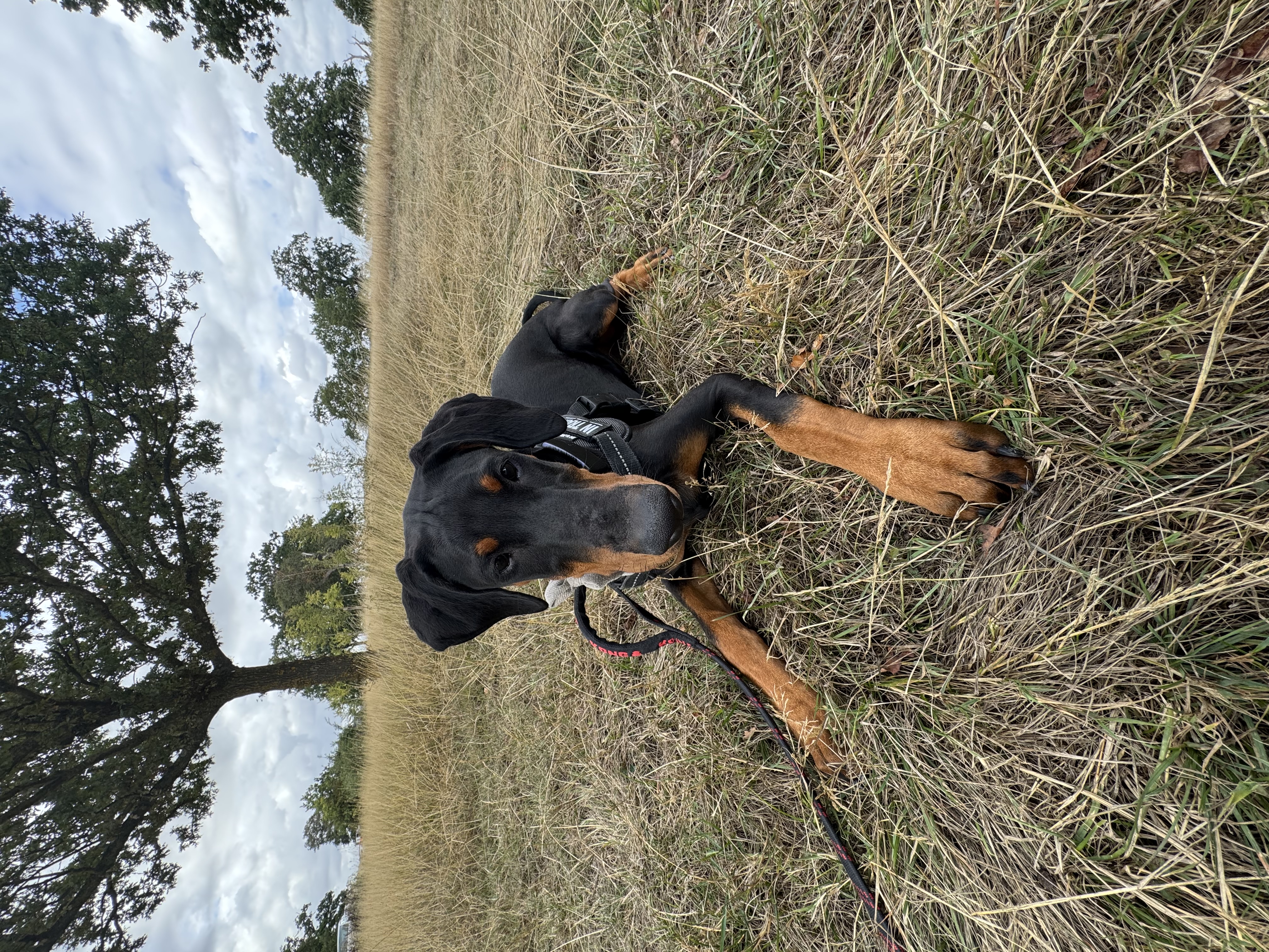 Lagertha the Dobermann